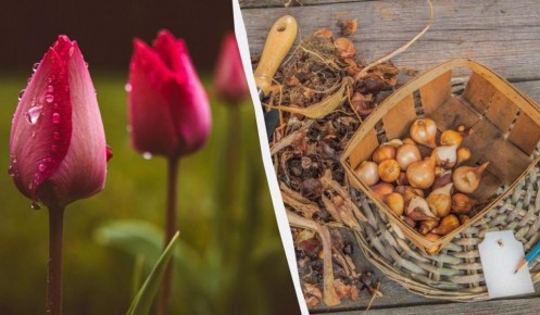 ��� ��������� �� ���������� ����� ��������: ������� ���������