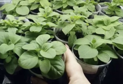 ��� �������������� ��������� �������: ������� ��������� ������ ������ �����