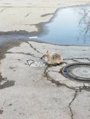 ����������� �������� ������� � ����������� ������ �������