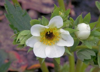 ��� ������� ��������� ��������������� ��� ��������