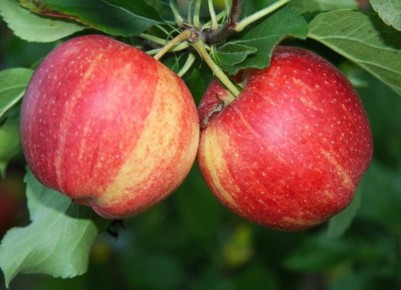 ��� ������������� ������ �������� �����: �������� ������ ��� ���������