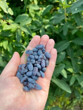 ������� �����������: ������ �� ��������� ���� ������ � ��� ��� ���������