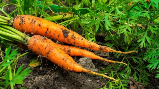 ��� ������ ����� ��������� ��� �������: ����� ������ �������� �����������