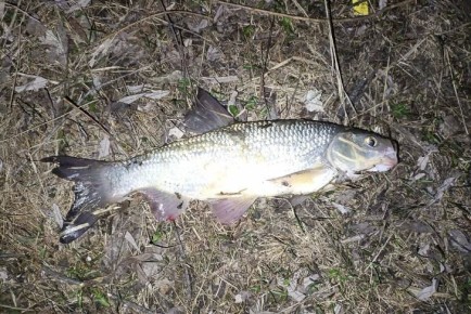 �������� ��������: ������������� ������ �������� ��������, ������������� �����