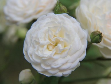 ��������� �����, ������� ���������� ��� ���