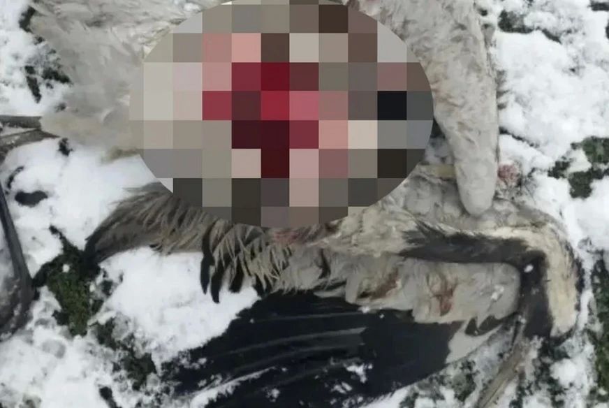 Бездомная собака загрызла журавля в новосибирском селе