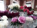 Дачная академия приглашает горожан на выставки пионов и скульптурной живописи из цветов