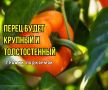 Как увеличить урожай перца: секреты подкормки на июль