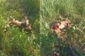 Под Новосибирском стая бродячих собак загрызла косулю