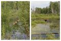 Лоси начали спасаться от кровососов в реках Новосибирской области