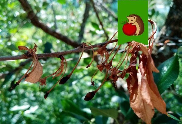 Почему вишня сохнет после цветения и что с этим делать?