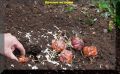 Осенняя посадка лилий: секреты успешного цветения
