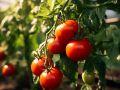 Помидоры с истинным вкусом: откройте для себя сорта из прошлого