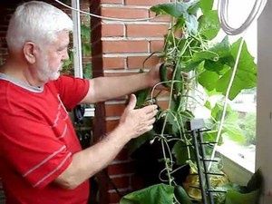Как превратить балкон в огород: секреты выращивания огурцов