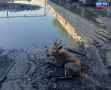 Спасли косулю. В Новосибирской области на территории АО «Искитимцемент» сотрудники охраны во время обхода заметили необычную картину: возле одного из цехов на земле лежала молодая косуля