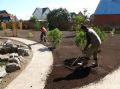 Гладиолусы: от выбора места до пышного цветения