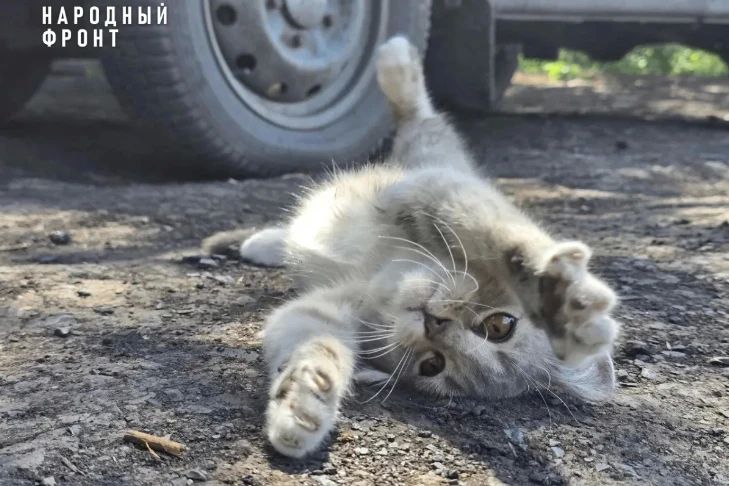 Новосибирские бойцы СВО сделали котенка звездой соцсетей