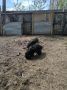 «Ад для собак»: в Новосибирске волонтеры спасают около 150 животных из заброшенного частного приюта