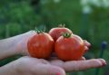 Томат Бред Гейтс: необычный полосатый сорт с ярким вкусом и высоким урожаем