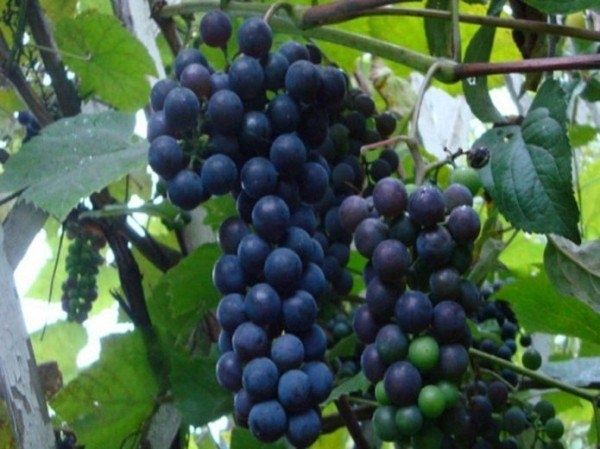 Виноград Альфа: все, что нужно знать о непревзойдённом сорте