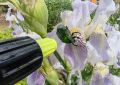Обработка садов: как сохранить природу и ухаживать за растениями