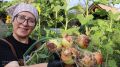 Вырастите крупный лук за сезон: как добиться отличных результатов без севка