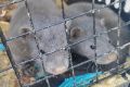 Брошенных на вокзале норок приютили в Новосибирском зоопарке