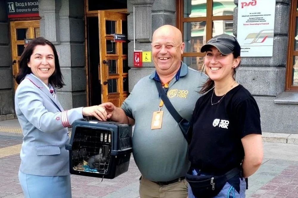 Брошенных на вокзале норок приютили в Новосибирском зоопарке Брошенных на вокзале норок приютили в Новосибирском зоопарке