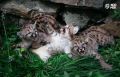 В Новосибирском зоопарке у пум Мичигана и Эри родились три котенка