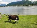 Как живет алтайское село, где медведь загрыз туристку из Новосибирска