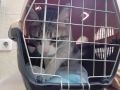 «Влюбилась в усатого пациента»: в Новосибирске сотрудница ветклиники стала новой хозяйкой брошенного кота
