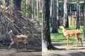 Семеро пятнистых оленят родились в новосибирском зоопарке этим летом