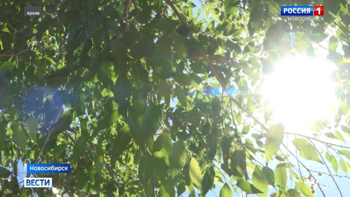 Жара пришла. На этой неделе в Новосибирской области ожидается жара до +30 °C. Начальник отдела метеопрогнозов Западно-Сибирского гидрометцентра Наталья Кичанова сообщила, что после 7 сентября температура днём будет выше...