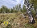 Охотник застрелил знакомого в Новосибирской области, приняв его за медведя, сообщили в прокуратуре региона