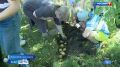 Похороны мух. Под Новосибирском провели весьма необычный обряд — похороны мух! Это реконструкция древней славянской традиции