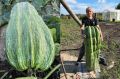 Учитель из Новосибирской области вырастил царь-кабачок