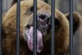 В окрестностях Академгородка заметили медведицу с медвежатами
