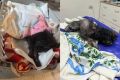 В Новосибирске дети нашли в заброшенном здании умирающую собаку с огромными когтями