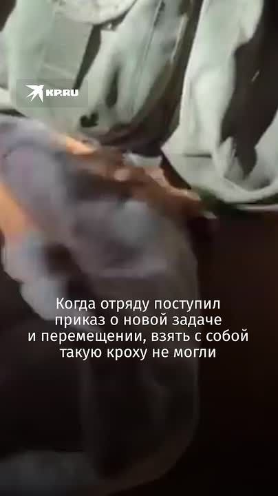 Ценой жизни спасла бойцов: щенок Джесси погибла, прыгнув на дрон