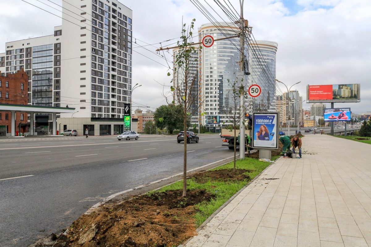 Липовую аллею высаживают для создания зелёного променада на улице Кирова Липовую аллею высаживают для создания зелёного променада на улице Кирова