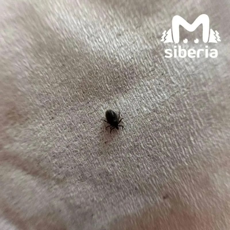 Клещи снова атакуют. Жительница Новосибирска после прогулки с собакой сняла с неё 10 клещей