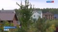 Борьба с чужеземцем. Заросли золотарника канадского вытесняют зверей и птиц из Новосибирского района