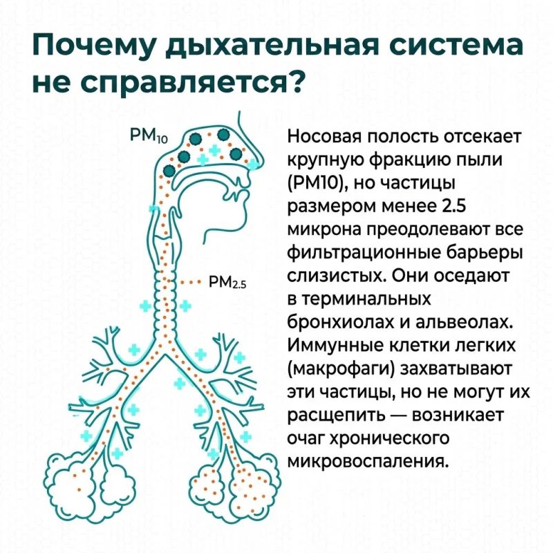 Когда на сковороде начинает гореть масло, кухня превращается в настоящий завод по производству летучих органических соединений, сажи и мелкодисперсных частиц Когда на сковороде начинает гореть масло, кухня превращается в настоящий завод по производству летучих органических соединений, сажи и мелкодисперсных частиц