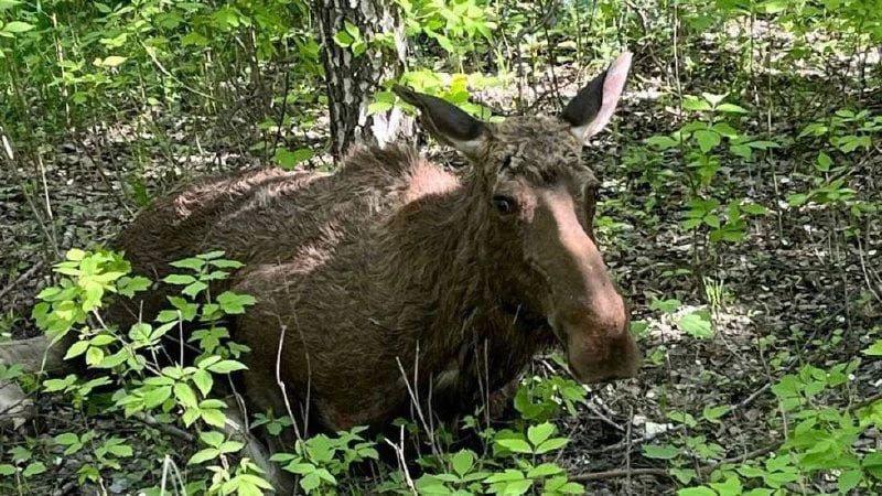 Экстренное торможение без смены полосы - единственно верный маневр при внезапном появлении дикого животного на дороге