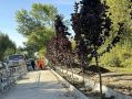 Аллею из краснолистных черёмух высадили на улице Плахотного