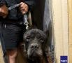 Спасатели муниципальной аварийно-спасательной службы (МАСС) накануне оказали помощь на месте обрушения перекрытия двухэтажного дома в Новосибирске, где под массивными завалами осталась собака породы кане-корсо