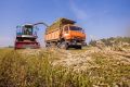 Районы-лидеры уборочной кампании назвали в Новосибирской области