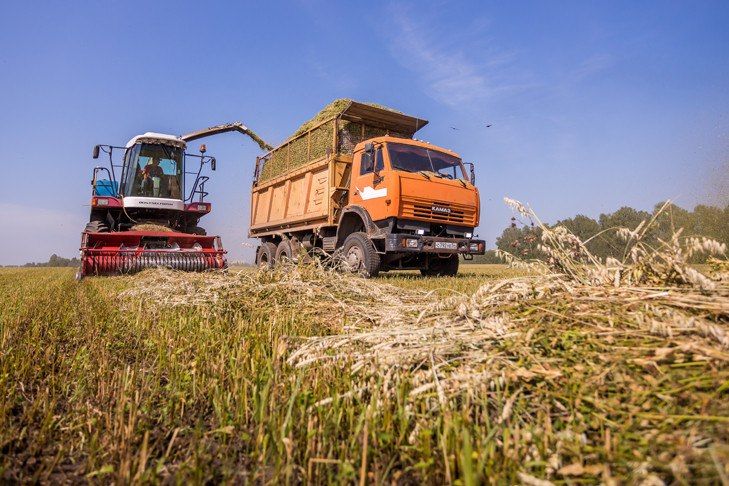Аграрии региона убрали зерновые и зернобобовые культуры на площади 950 тысяч гектаров