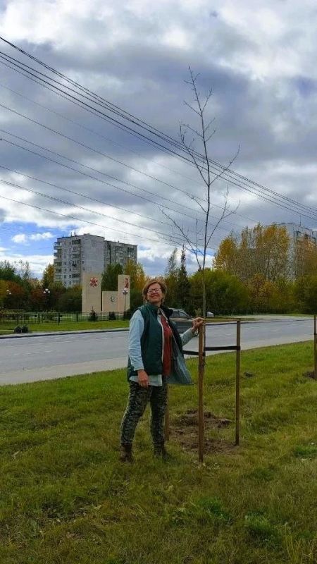 Десятилетние Populus alba стали новоселами на улице Одоевского Десятилетние Populus alba стали новоселами на улице Одоевского