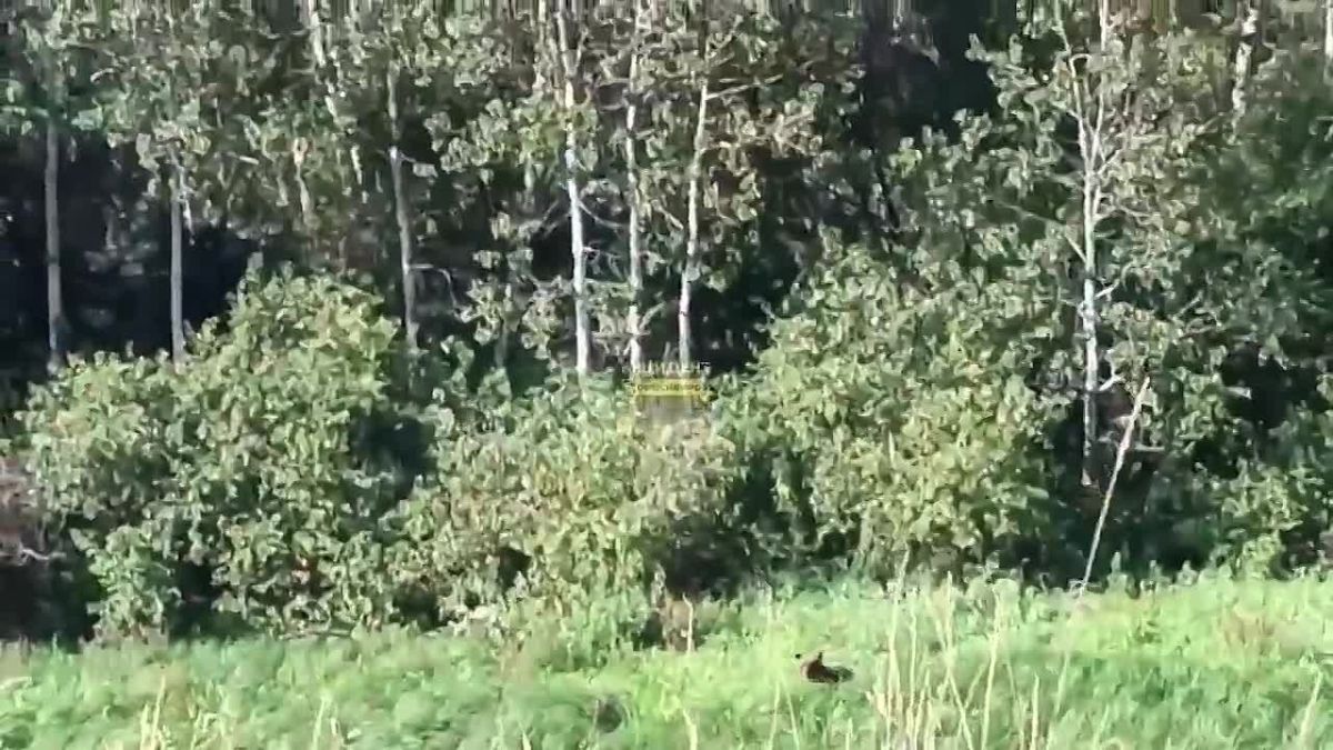 Мишку заметили гуляющим в Северном районе НСО